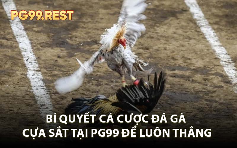 Bí quyết cá cược đá gà cựa sắt tại PG99 để luôn thắng