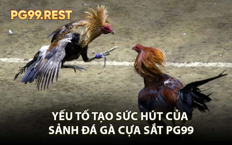 Yếu tố tạo sức hút của sảnh đá gà cựa sắt PG99